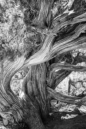 Sedona-095