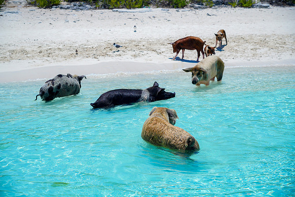 Bahamas-072
