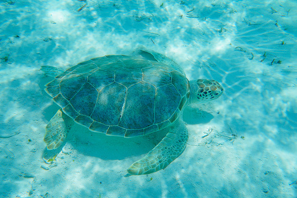 Bahamas-110
