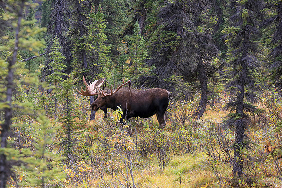 Alaska Trip 2016-417