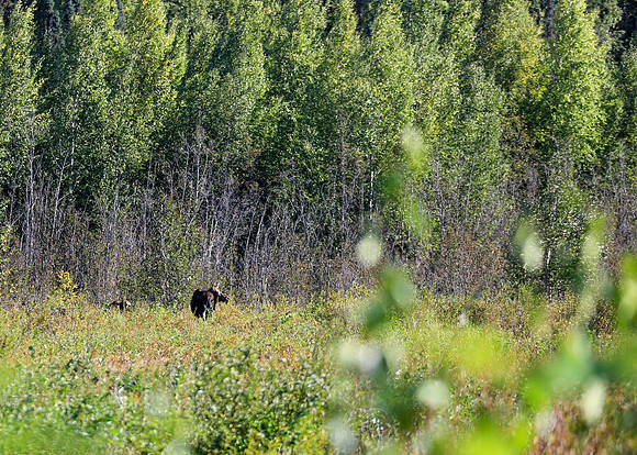 Alaska Trip 2016-505