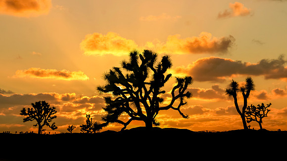 Sunset Tree-001