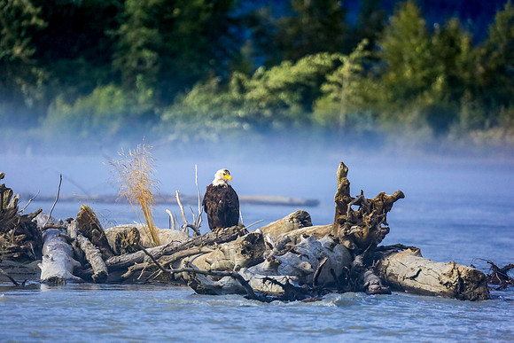 Eagle-048