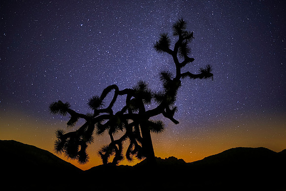 Jousha Tree Stars-005