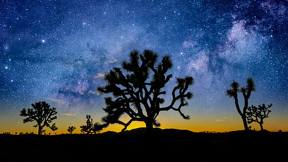 Jousha Tree Stars-006