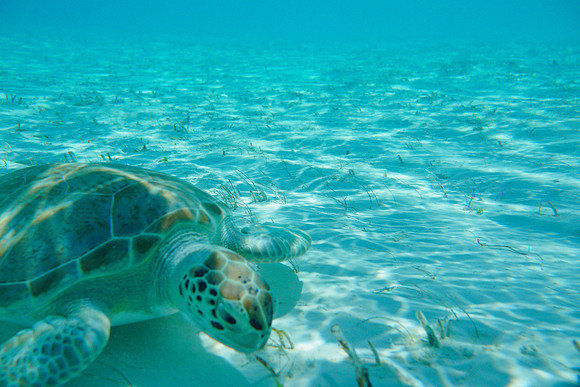 Bahamas-109