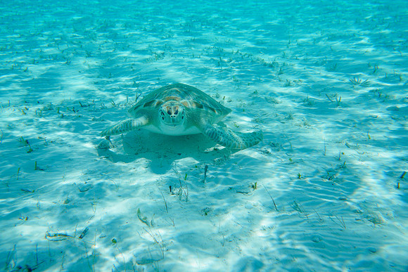 Bahamas-106