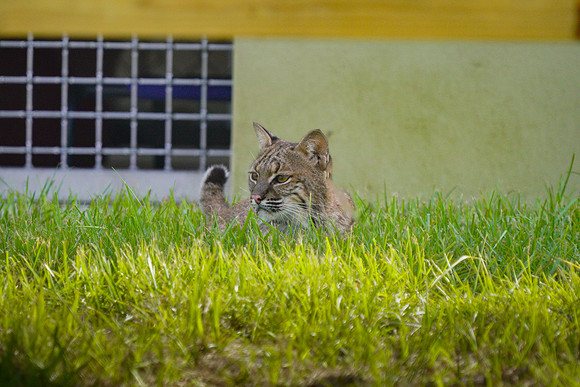 Busch Wildlife-005