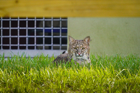 Busch Wildlife-004