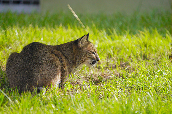 Busch Wildlife-001