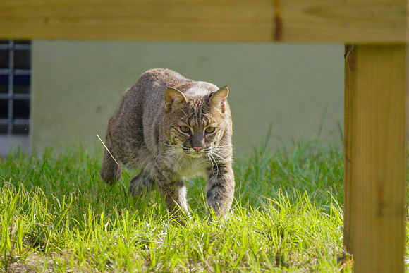 Busch Wildlife-003