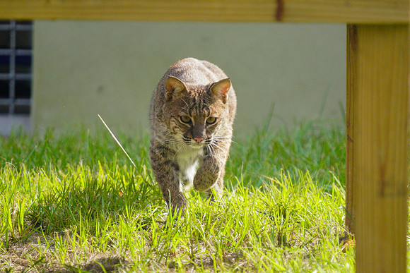 Busch Wildlife-002
