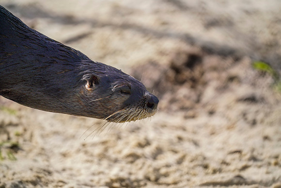 Busch Wildlife-006