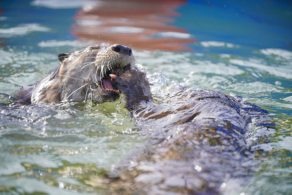Busch Wildlife-007