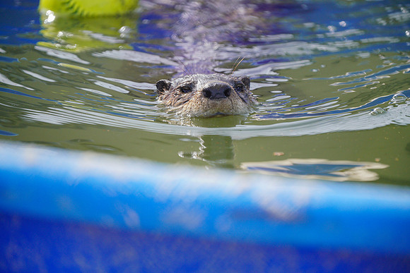 Busch Wildlife-009