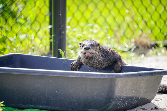 Busch Wildlife-010