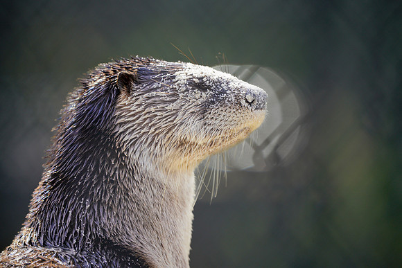 Busch Wildlife-013