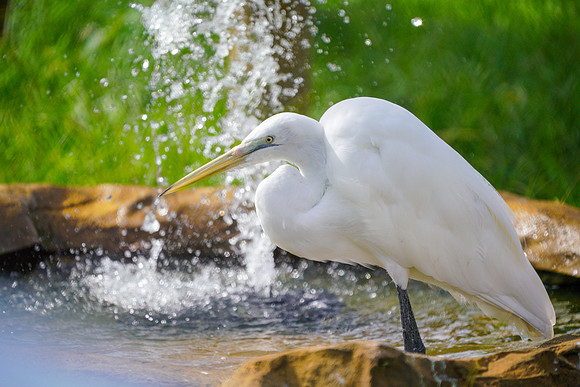 Busch Wildlife-015
