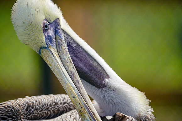 Busch Wildlife-018