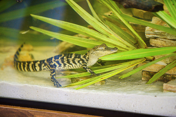 Busch Wildlife-022