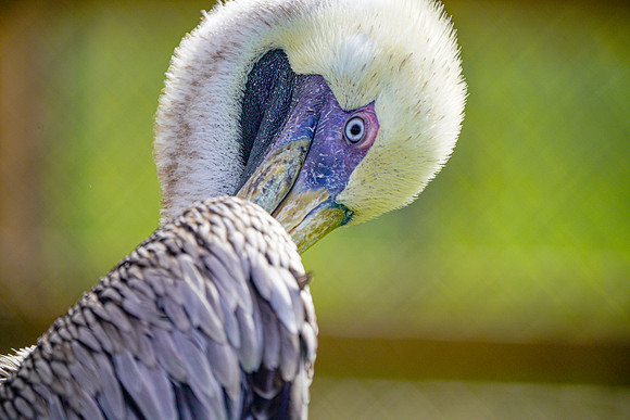 Busch Wildlife-019