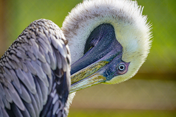 Busch Wildlife-020