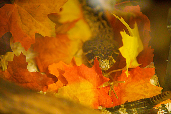 Busch Wildlife-023