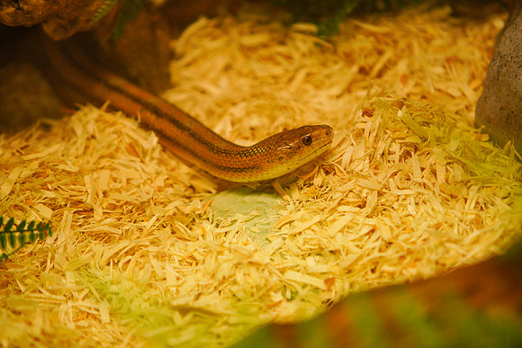 Busch Wildlife-025