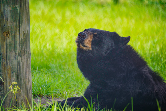 Busch Wildlife-026b