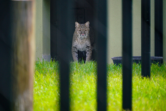 Busch Wildlife-029