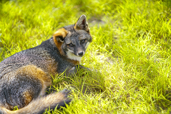 Busch Wildlife-028