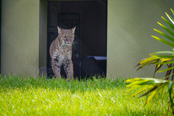 Busch Wildlife-031