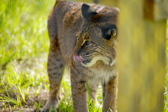 Busch Wildlife-032