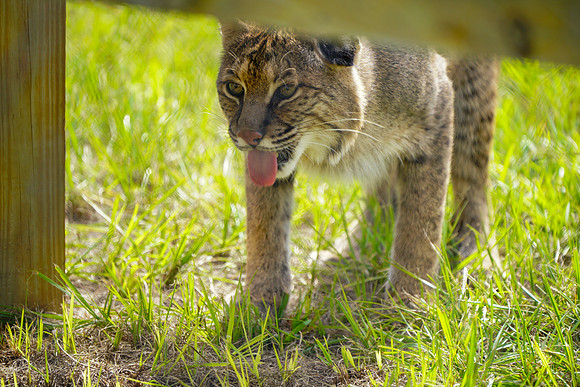 Busch Wildlife-033