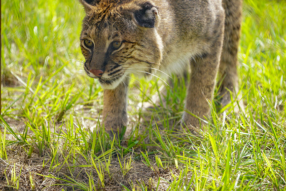 Busch Wildlife-034