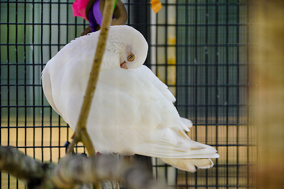 Busch Wildlife-035