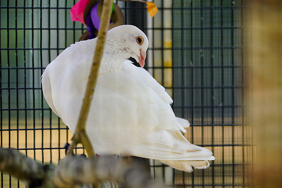 Busch Wildlife-036