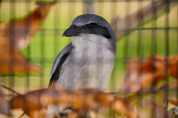 Busch Wildlife-037