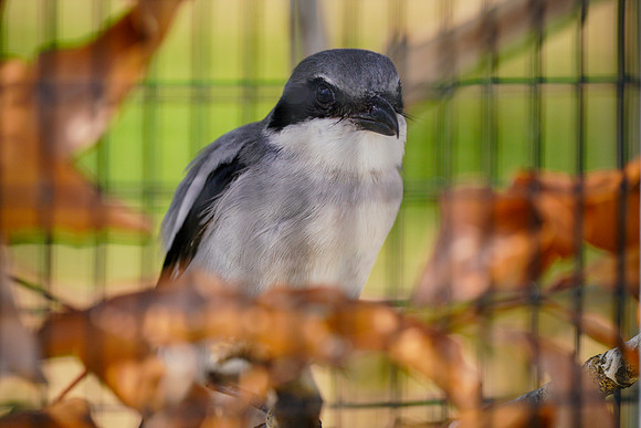 Busch Wildlife-038