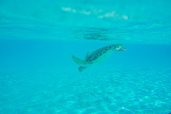 Bahamas-113