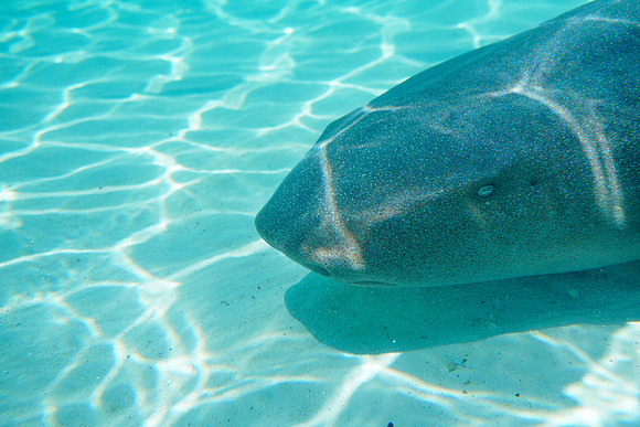 Bahamas-063
