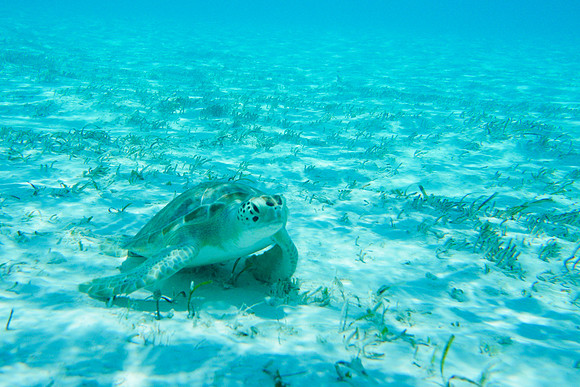 Bahamas-095