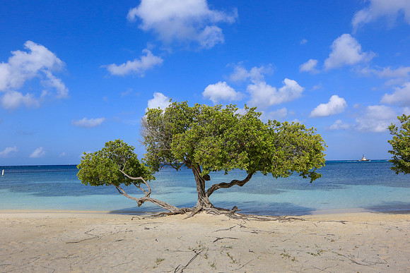 Aruba 2018-050