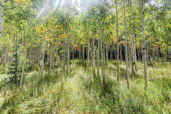 Aspen Trip 2016-580