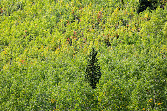 Aspen Trip 2016-640