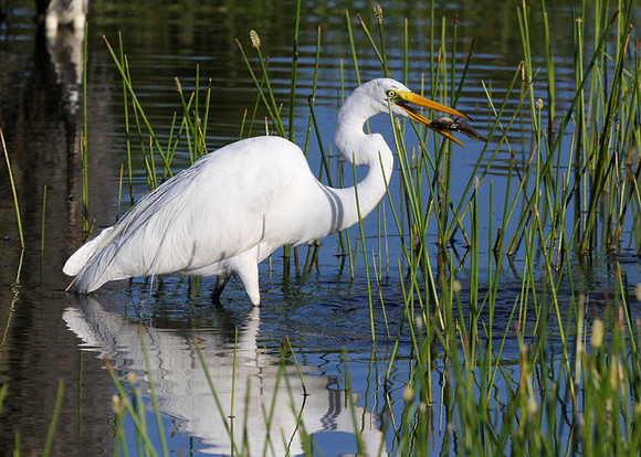 Green Cay May 2013-063