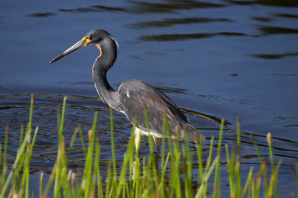 Green Cay May 2013-073