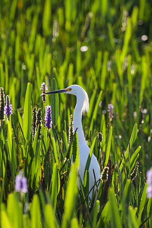 Green Cay May 2013-057