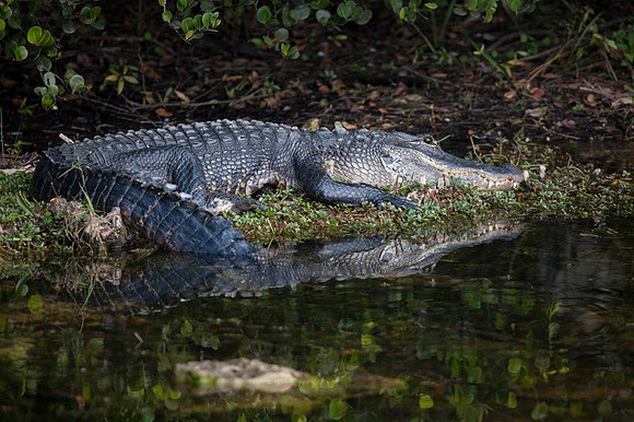Everglades-013