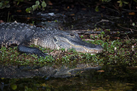 Everglades-014
